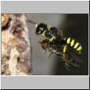 Ectemnius cavifrons oder ruficornis - Grabwespe w09d 11mm beim Nesteintrag - Platycheirus albimanus - Schwebfliege .jpg